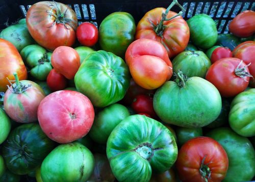 Pomidorai, Derlius, Auginimas, Vaisių Sodas, Maistas, Daržovių, Žemdirbystė, Sveikas, Subrendęs, Daržovės, Sodas
