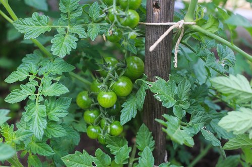 Pomidorai,  Žalias,  Sodas,  Daržovės