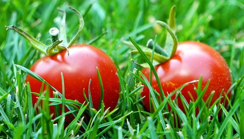 Pomidorai,  Raudona,  Prinokę,  Daržovės,  Vitaminai,  Maistas