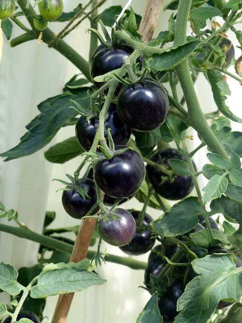 Pomidorai,  Juodos Spalvos,  Stiebų,  Šiltnamio Efektą Sukeliančių,  Sodinukai,  Vasara