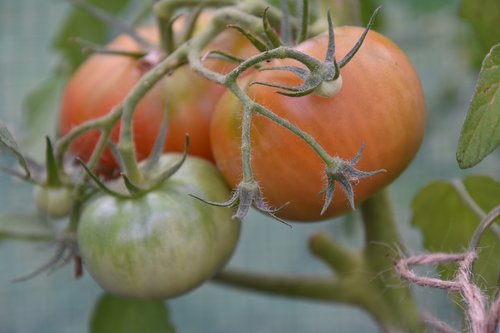 Pomidorai,  Krūmas,  Auginimas,  Tomatenrispe,  Šviežias