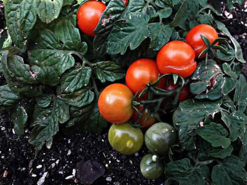 Pomidorai,  Augalinis,  Pomidorų,  Vaisių,  Vitaminai