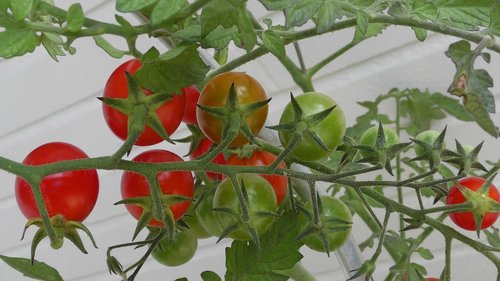 Pomidorai,  Pomidorų,  Daržovės,  Šviežias,  Maisto,  Bio,  Vegetarų,  Prinokęs