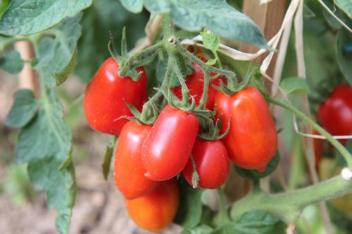 Pomidorai,  Roma Pomidorai,  Derlius,  Sodas,  Pomidorai Biologinės