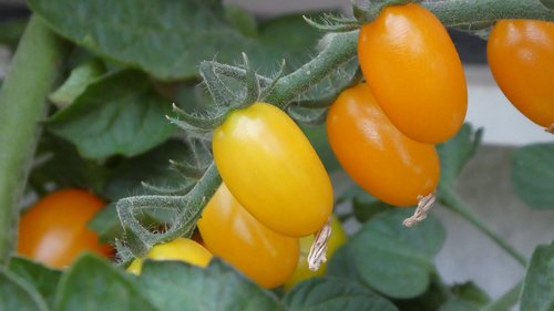 Pomidorai,  Vynuogių Pomidorai,  Oranžinė,  Nachtschattengewächs,  Šviežias