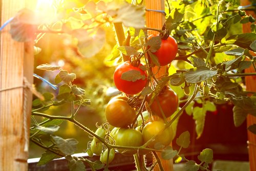 Pomidorai,  Daržovės,  Auginimas,  Subrendęs,  Sveiki,  Sodas,  Vasara