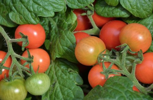 Pomidorai, Daržovės, Raudona, Skanus, Turgus, Stovėti, Maistas, Solanum Lycopersicum