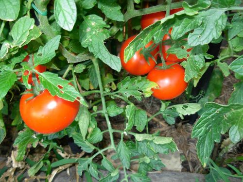 Pomidorai, Daržovės, Raudona, Augalas, Vaisiai, Sodas, Prinokę