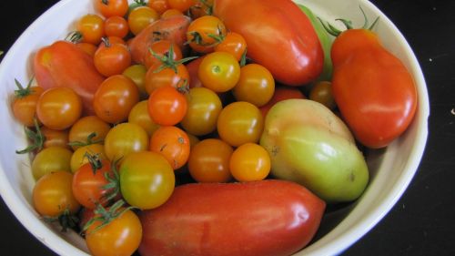 Pomidorai, Vasara, Derlius, Šviežias, Ekologiškas, Vegetariškas