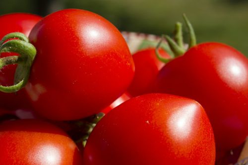 Pomidorai, Daržovės, Raudona, Prinokę, Pagaminti, Ekologiškas, Sodas, Vegetariškas