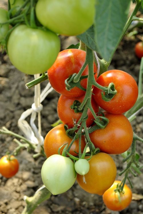 Pomidorai, Daržovės, Maistas, Raudona-Žalia Pomidorų, Pasėlių, Gamina