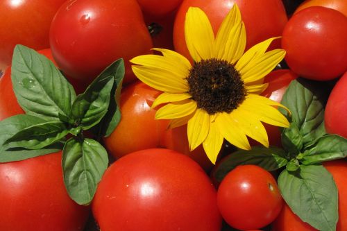 Pomidorai, Saulėgrąžos, Bazilikas, Vasara, Maistas, Vegetariškas, Šviežias, Ekologiškas