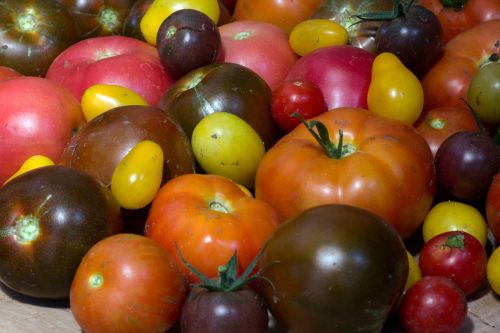 Pomidorai, Vaisiai, Sodas, Derlius, Makro