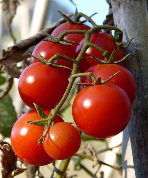 Pomidorai, Vynuogių Pomidorai, Ekologinis