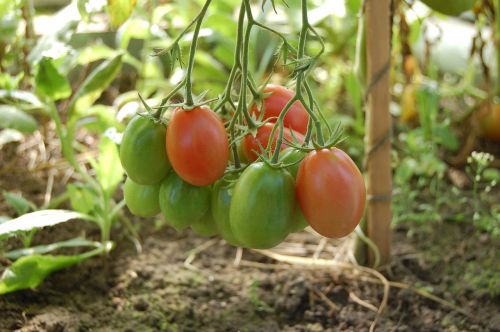 Pomidorai, Daržovės, Pomidoras, Maistas, Dacha, Derliaus Nuėmimas, Derlius, Šiltnamyje