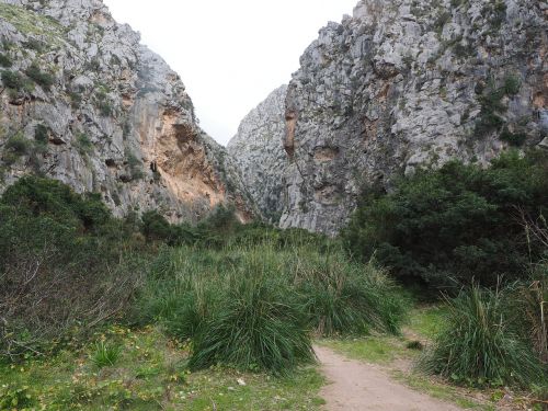 Torrent Pareis, Gorge, Upės Griovys, Dehidratuotas, Sa Kalobra, Kalio Bosas, Serra De Tramuntana, Maljorka, Lankytinos Vietos, Gamtos Stebūklai, Uolos, Srauto Lova, Karsto Erozija, Gamtos Rezervatas, Gamtos Paminklas, Dissgras, Žolė, Dis, Ampelodesmos Mauritanicus, Ampelodesmosas, Ampelodesmeae, Poaceae, Žalias, Augalas, Užteršimas, Lizdai, Tikri Lapai, Toli, Užaugo