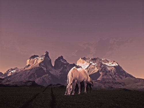 Torres, Arkliai, Kalnas, Patagonia