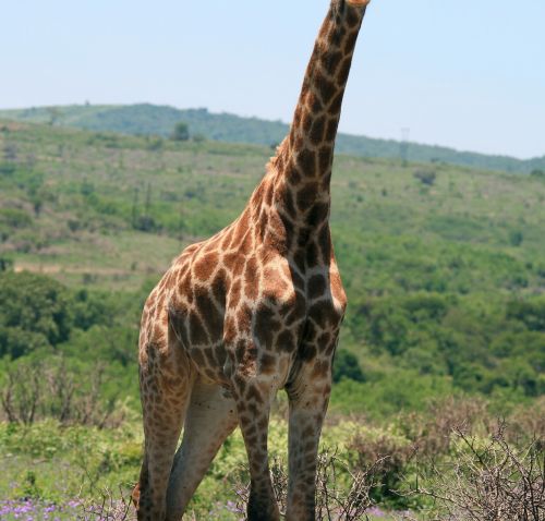 Gyvūnas,  Žirafa,  Modelis,  Geometrinis,  Balta,  Tan,  Žirafa Liemuo Su Unikaliu Rašalu