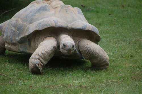 Vėžlys, Milžinišką Vėžlį, Galapagai, Lėtas