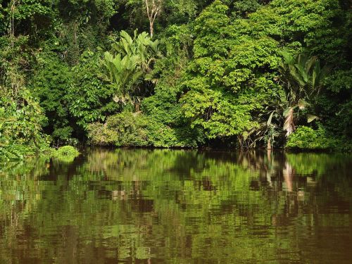 Tortuguero Nacionalinis Parkas, Kosta Rika, Tropikai, Nacionalinis Parkas, Džiunglės, Atogrąžų Miškai, Veidrodis, Vanduo