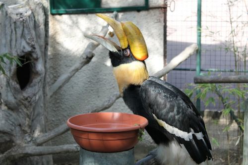 Toucan, Paukštis, Snapas, Maistas, Zoologijos Sodas, Palmija, France