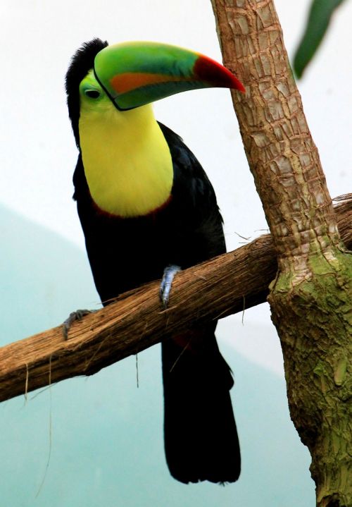 Toucan, Paukštis, Atogrąžų Paukštis