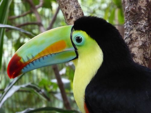 Toucan, Centrinė Amerika, Kosta Rika, Spalvinga, Atogrąžų Paukštis, Paukštis, Gyvūnas