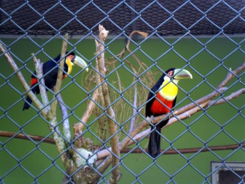 Toucanai, Paukščiai, Didelis Snapelis, Zoo Santos, Brazilija