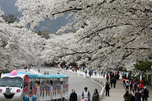 Kelionė Kelionės,  Kelionė,  Mediena,  Miestas,  Turistų,  Vyšnių Žiedas,  Gwacheon,  Seulo Nacionalinis Universitetas Parkas,  Pavasaris