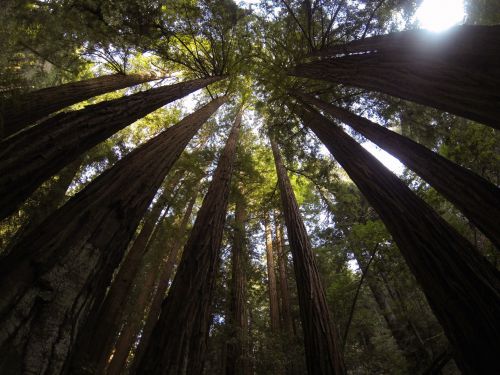 Redwoods,  Medžiai,  Medis,  Aukštas,  Muiras & Nbsp,  Miškai,  Kalifornija,  Miškas,  Tankus,  Didingi Medžiai