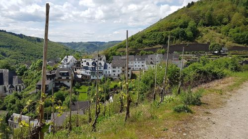 Miestas Klotten, Mosel, Vynas