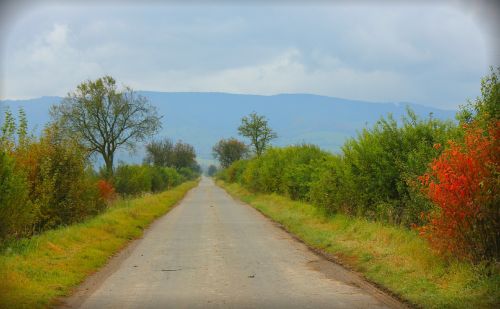 Takas, Ruduo, Kelionė, Samanos, Miškas