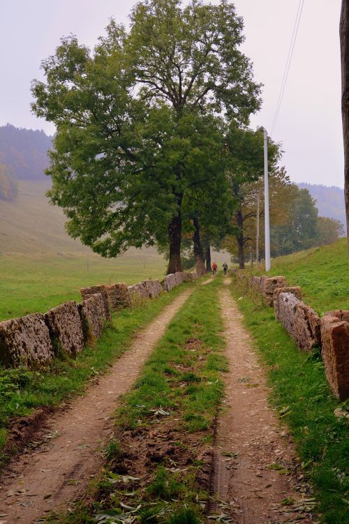Takas, Per, Medžiai, Kalnas, Kelias, Europinis Kelias, E5, Lessinia, Italy