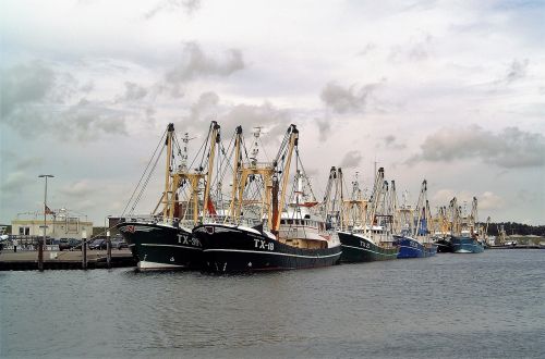 Transportas, Žuvininkystė, Žvejybos Laivai, Laivynas, Uostas, Darbas, Žuvis, Šviežias, Aukcione, Nyderlandai, Texel, Wadden