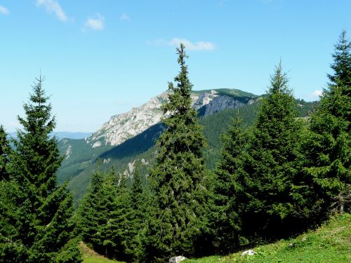 Transilvanija, Miškas, Pušis, Svogūnų Kalnai, Gamta, Nuotaika