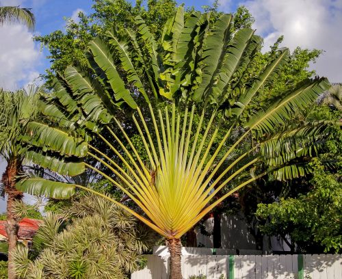 Keliaujantis Medis, Keliautojams Palmių, Ravenala Madagascariensis