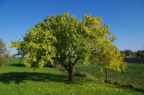 Medis, Abrikosas, Ruduo, Lapija, Geltona