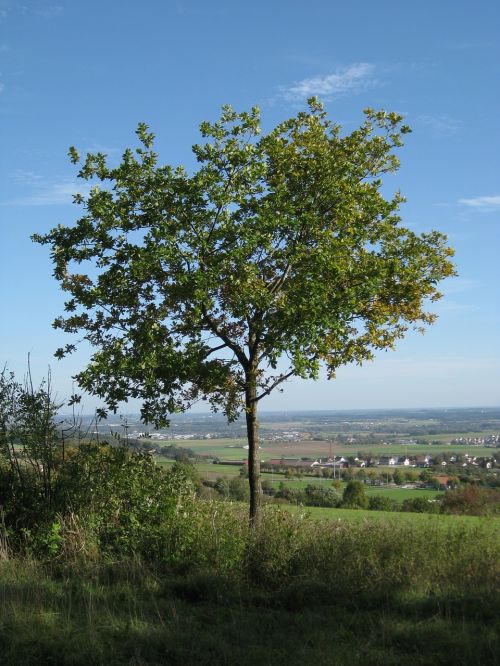 Medis, Kraštovaizdis, Vaizdas, Gamta, Žalias, Pieva, Laisvalaikis, Daugiau