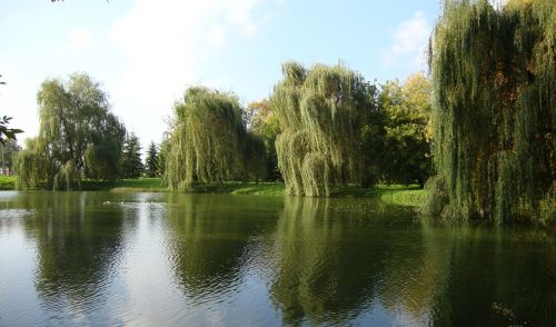 Medis, Vanduo, Kraštovaizdis, Gamta