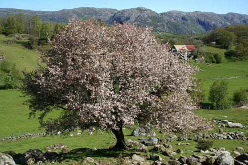 Medis, Pavasaris, Gamta, Augalas, Lauke, Mintyse