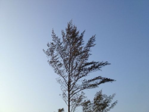 Medis, Vėjas, Filialai