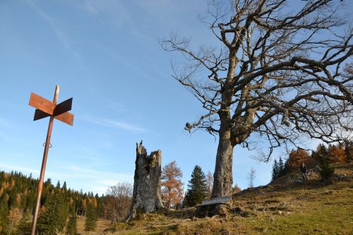 Medis, Gamta, Vėjas, Kraštovaizdis, Ruduo, Katalogas, Sankryža