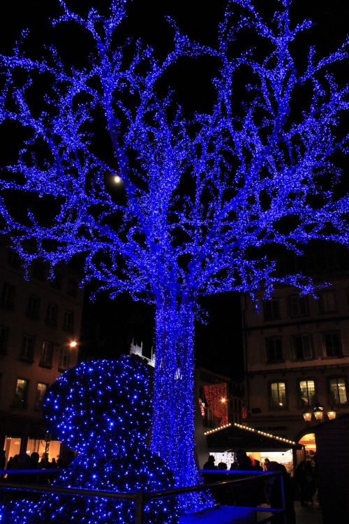 Medis, Vadovavo, Mėlynas