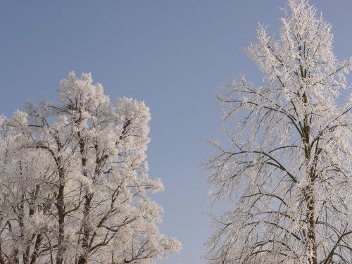 Medis, Žiema, Sniegas, Žiemą, Žiemos Medžiai, Šaltas, Snieguotas