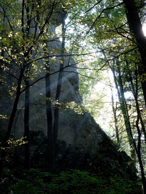 Medis, Miškas, Šviesa, Saulės Spinduliai, Gamta, Kraštovaizdis