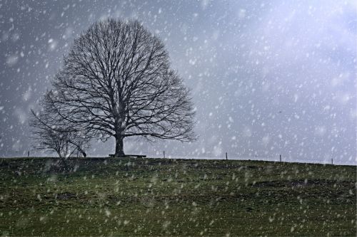 Medis, Atskirai, Sniegas, Žiema, Sniegas, Žiemą, Snieguotas, Gamta, Sniego Magija
