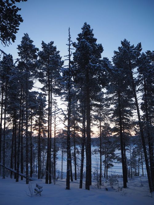Medis, Sniegas, Kiruna, Šaltas, Gamta