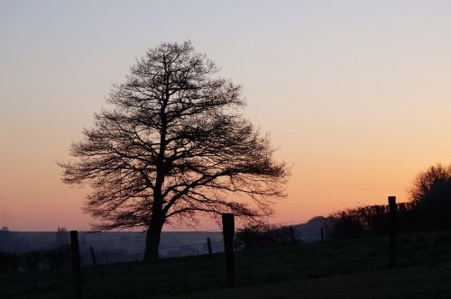 Medis, Gamta, Kraštovaizdis