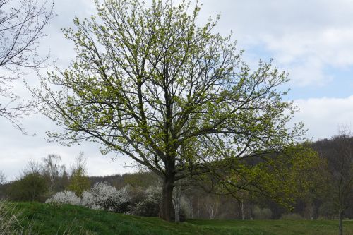 Medis, Ežeras, Kraštovaizdis