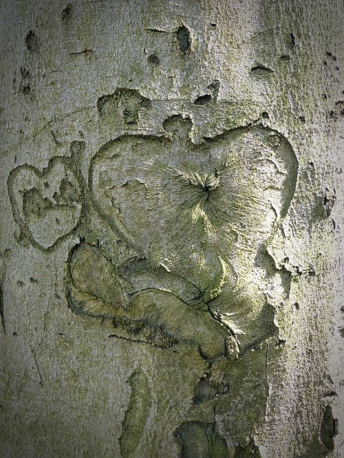Medis, Širdis, Žievė, Išgraviruotas, Medžio Žievė, Žalias, Santykiai, Lojalumas, Meilė